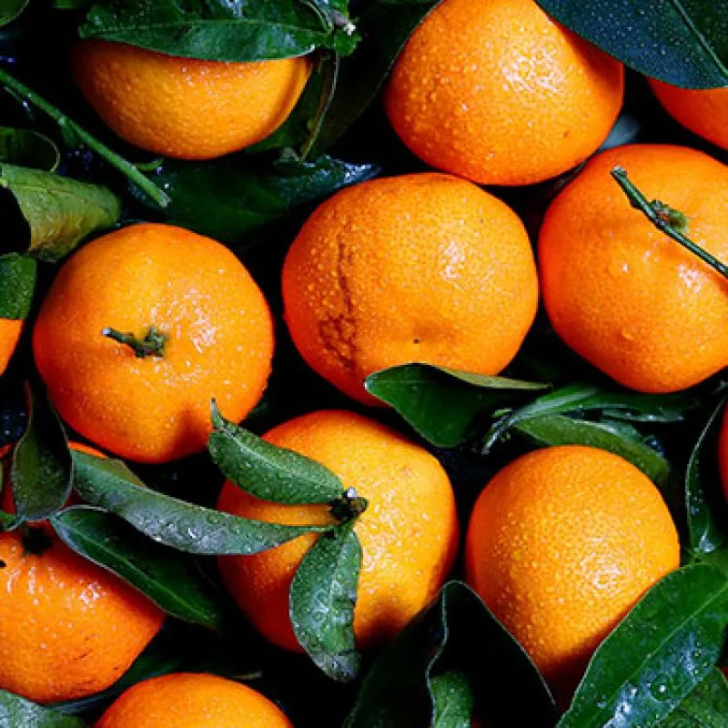 Fresh mandarins with green leaves